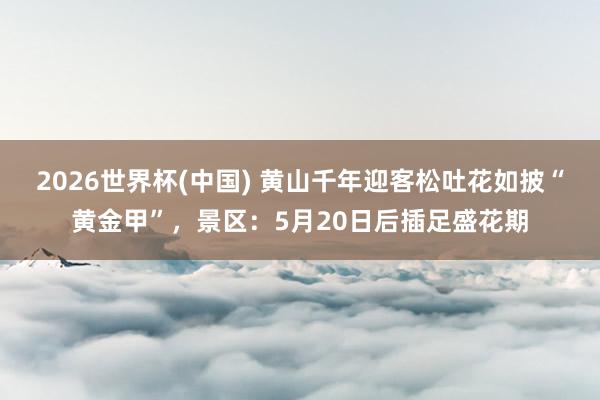 2026世界杯(中国) 黄山千年迎客松吐花如披“黄金甲”，景区：5月20日后插足盛花期